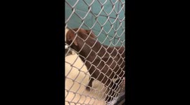 Dog begging to leave the shelter!!!