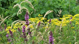 A bumble bee visits some wildflowers gently blowing in the breeze.