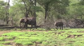 A female Elephant herd drinking and spraying water
