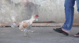 This fearless chicken attacks a man!