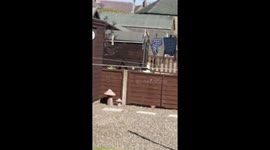 Crow stealing from bird feeder