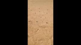 Sea turtles getting released in Bali