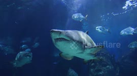 Sharks at Sea Life Bangkok Ocean World Thailand