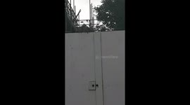 Pigeons getting close