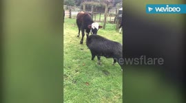 Cattle pig