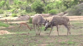 Young male Kudu antelopes play-fighting