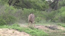 Young male Kudu antelopes play-fighting - rear view