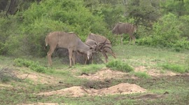 Young Kudu males play-fighting then breaking off and walking away