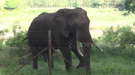 An old Bull Elephant eating grass next to the electric fence at Crocodile Bridge Restcamp
