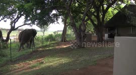 An old Bull Elephant walking along the electric fence at Crocodile Bridge Restcamp