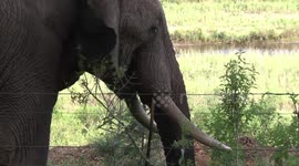 Close view - old Bull Elephant feeding at Crocodile Bridge Restcamp fence