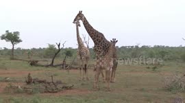 A male Giraffe following a female on heat – and brushing a young one out of the way