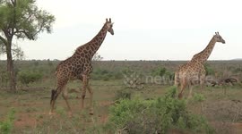 A male Giraffe following a female on heat in the savanna