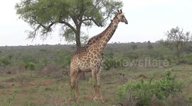 A male Giraffe waiting patiently with a female on heat while she chews the cud