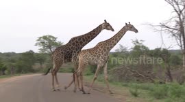 A male Giraffe following a female on heat across the road