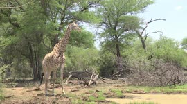 Three female Giraffes cautiously approaching a muddy waterhole