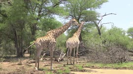 Female Giraffe at a waterhole peeing then drinking