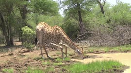 A female Giraffe flicking her head up after drinking