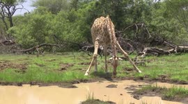 A female Giraffe flicking her head up after drinking – front-on view