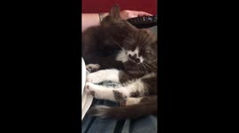 Kittens
