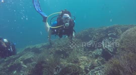 Turtle in Komod