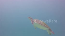 Turtle in Komodo