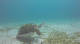 Eating swimming Sea Turtle Komodo National Park