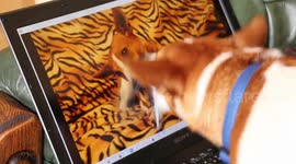 Dog watches himself on laptop and tries to steal his own treat!