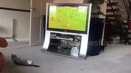 Cat attempts to get involved with Soccer Aid
