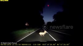 Car Collides With Deer - No Sale Below £250 please.