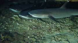 Sharks cuddle underneath coral
