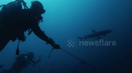 Divers in strong current encounter dozens of sharks
