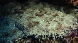 Strange looking wobbegong shark