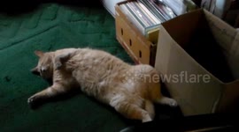 Weird Sleeping Cat
