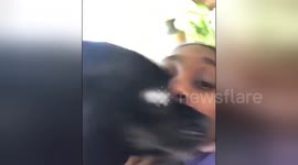 Chihuahua attacks owner after one too many kisses