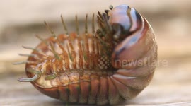 A millipede with many legs.