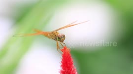 Dragonfly eats a bug.