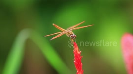 Dragonfly on a red flower and green background.
