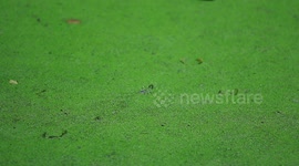 Spooky green pond.