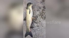 Fish with bird-shaped head caught in China