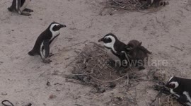 Penguin Nursery - Boulder Bay - Cape Town