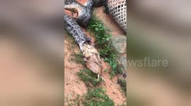 Python regurgitates five whole chickens after being caught by villagers