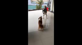 The battle between Husky and Corgi