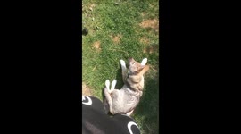 Water your dog to help it grow