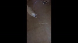 Pug takes dog for a walk