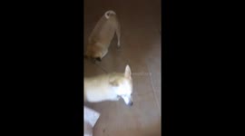 Pug Takes Dog for a Walk