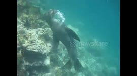Sea Lion doing somersaults underwater