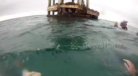 Swimming with sea lions off Victoria coast
