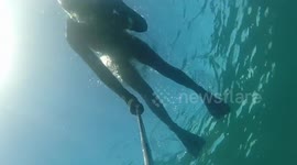 Freediving with South Australian sea lions