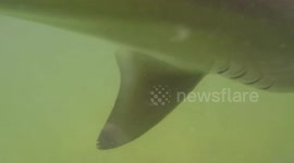 Blacktip shark flimed with GoPro underwater